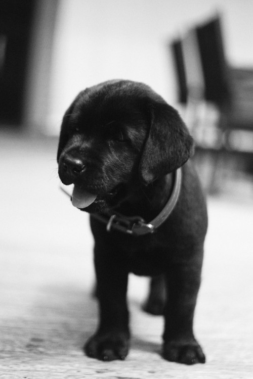 black lab pup again