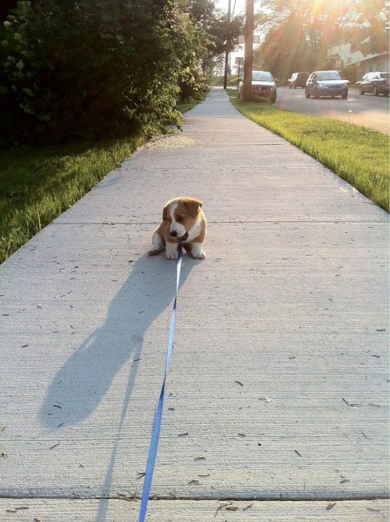 but i dont want to go for a walk