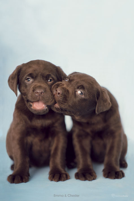 choc lab pups